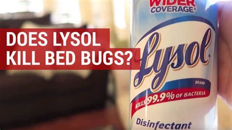 Does Lysol Kill Bedbugs Your Guide To Using Lysol For Killing Bed Bugs