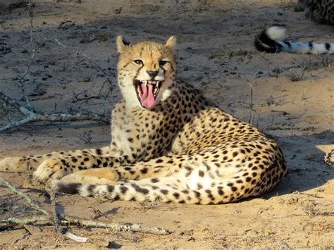 Hissing Cheetah Smithsonian Photo Contest Smithsonian Magazine