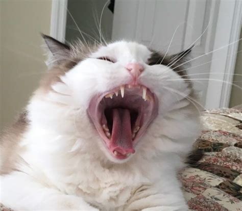 Pictures Of Ragdoll Cats Yawning Why Do Cats Yawn Floppycats