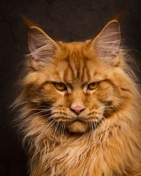 Conheça A Maior Raça De Gatos Do Mundo Em Fotos Impressionantes