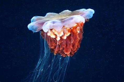 Amazing Jellyfish Photos By Alexander Semenov
