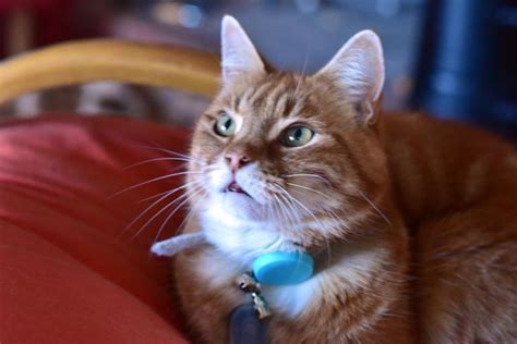 Tabcat Advocate Cat Tracker Cats Pets