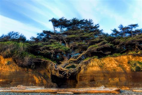 Visit The Tree Of Life In Washington State The Olympic Peninsula