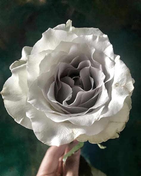 Earl Grey A Grey Rose Flowers By Eileen Ting Flowerseting