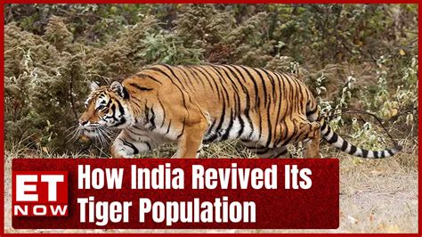 Explained How India Revived Its Tiger Population Et Now Explainer