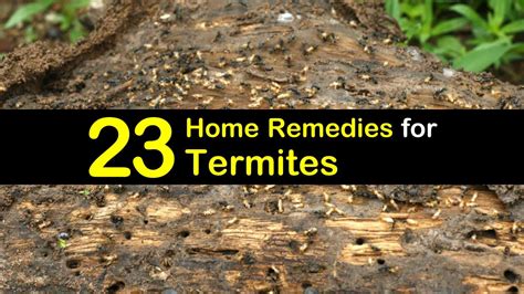 23 Simple Remedies For Termites Tendig