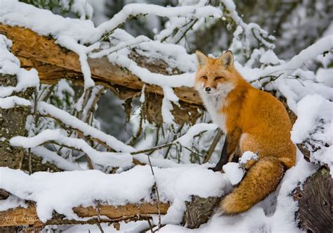 Fascinating Facts About Foxes Canadian Geographic