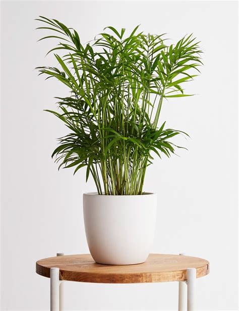 Give Your Space A Fresh Update With A Pop Of Real Live Greenery This