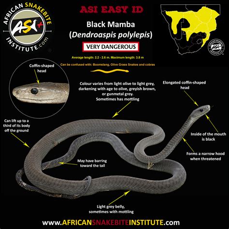 Black Mamba African Snakebite Institute