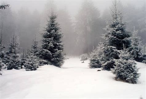 Snowy Pines Winter Wallpaper Snow Forest Winter Landscape