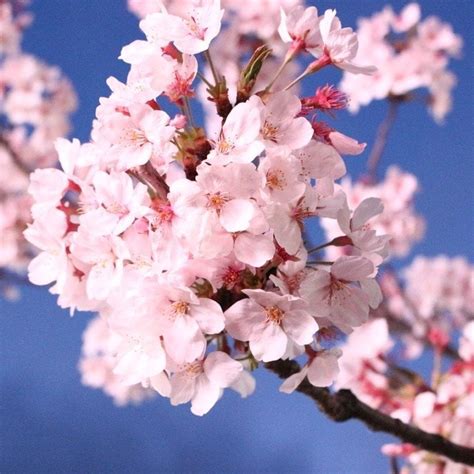Les Fleurs De Cerisiers Et Leur Utilisation Au Japon