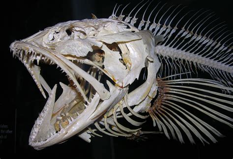 Fish Skeleton Fish Skeleton Fish Anatomy Skeleton