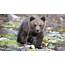 Drowning Bear Cub Rescued By Fisherman In Pennsylvania  Fox News