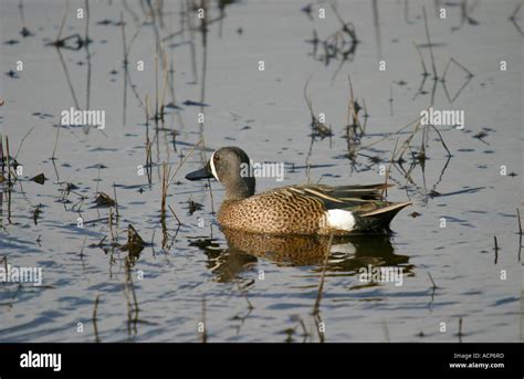 Birds Of North America Blue Winged Teal Anas Discors Stock Photo Alamy