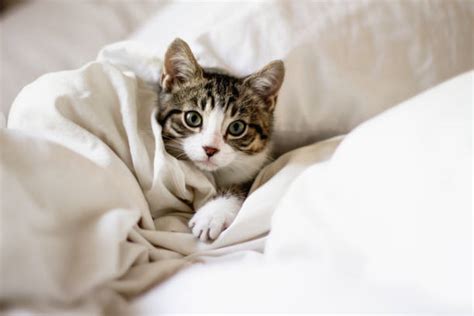 Cat In Bed Stock Photos Pictures And Royalty Free Images Istock
