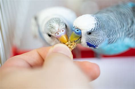 Two Happy Parakeets Eating From Human Hand Stock Photo Download Image