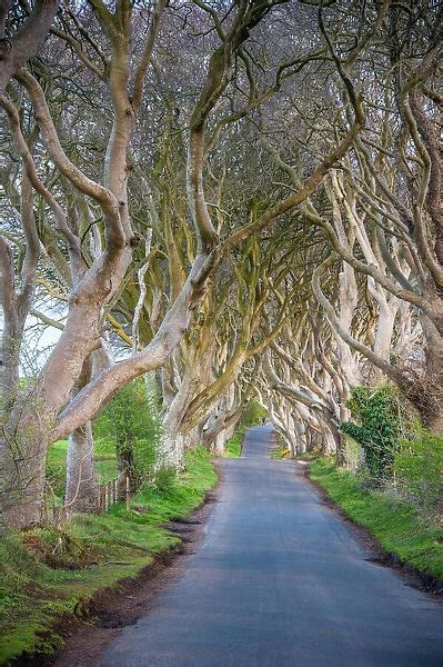 The Dark Hedges In Northern Ireland Beech Tree Avenue 11061786