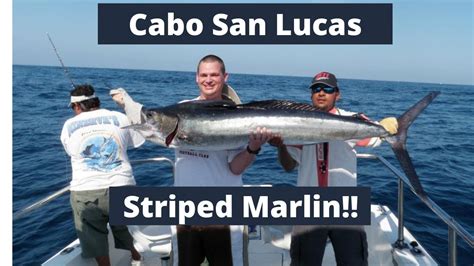 Striped Marlin Cabo San Lucas Mexico July Youtube