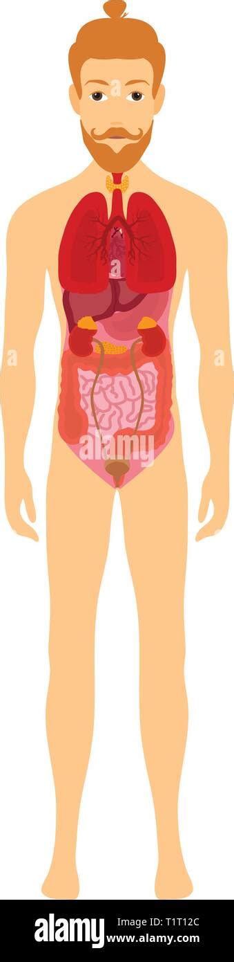 Human Male Body With Internal Organs Schema Flat Infographic Poster