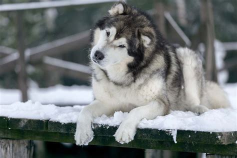 Raseprofil Alaskan Malamute Med Bilder