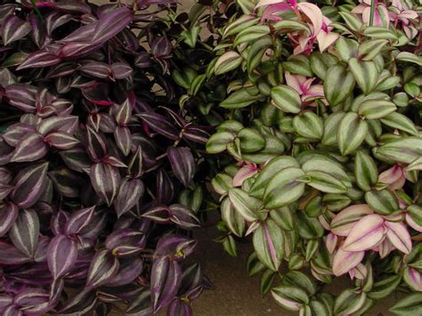 How to care for succulents: How to Grow and Care for Tradescantia | World of Succulents