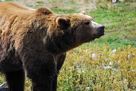 Should Feds Reintroduce Grizzly Bears To The Bitterroot Usfws Seeks