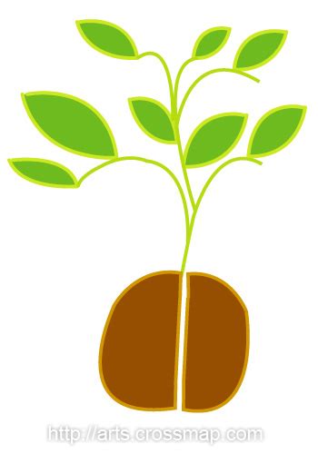 Seedling Clipart Clipground