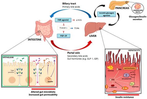 Ijms Free Full Text Gut Pancreas Liver Axis As A Target For