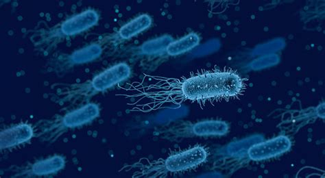 Bacteria Eats Bacteria Now Disease Cured Total Health Solutions Unit