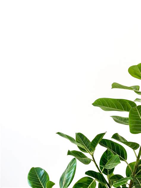 We did not find results for: White Leaf Pictures | Download Free Images on Unsplash