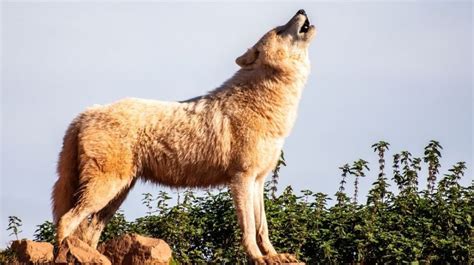 Serigala Dan Anjing Melolong Tanda Ada Makhluk Halus Mitos Atau Fakta
