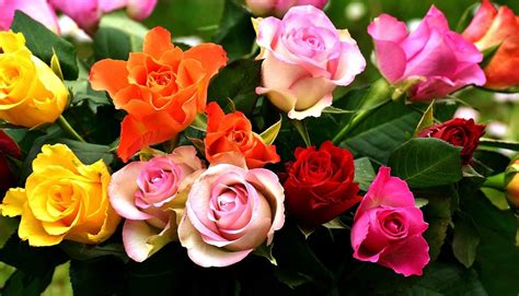 Rosas Colorido Flores Foto Gratis En Pixabay Rosas Flores