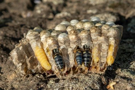 Wasp Life Cycle Egg Larva Pupa Adult A Description And Images