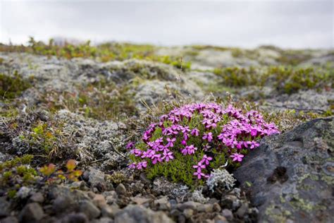 Icelandic Flowers Stock Photo Image Of Outdoors Idyllic 46006732