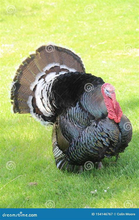 male turkey meleagris stock image image of meleagris 154146767