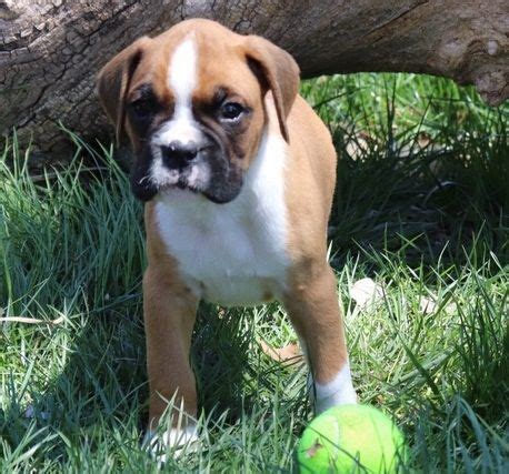 A special pupdate the puppy, now named king fresco. Boxer Puppies For Sale | Lansing, MI #296064 | Petzlover