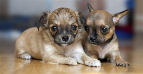 But, let's take a closer look at how often to feed your puppy. How Much To Feed A Chihuahua Puppy | 4 Week - 6 Week - 8 ...