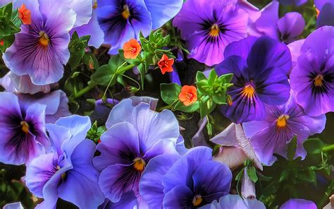 Pansy Wallpapers Pictures Images