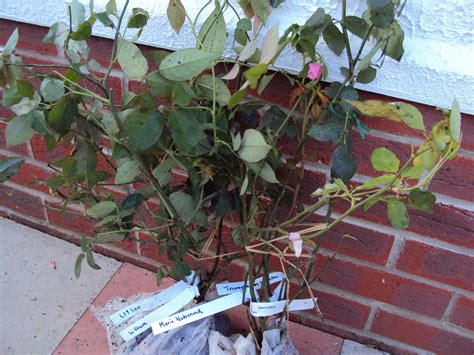 I highly recommend own root roses. Why are roses usually grafted? — BBC Gardeners' World Magazine