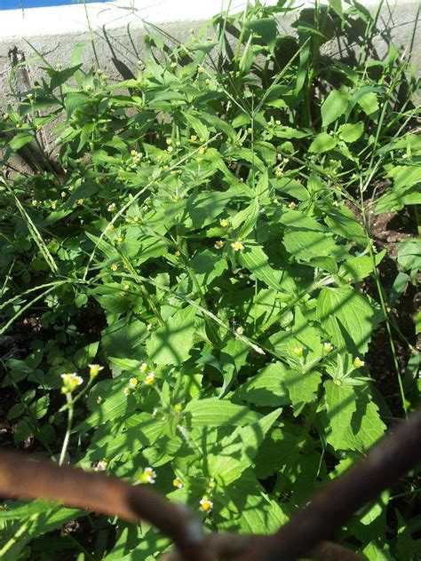 Tasho Sultygov Weeds With White Flowers In Florida Eweeds Your