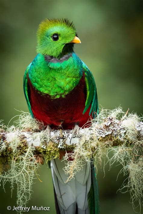 Resplendent Quetzal Beautiful Birds Quetzal Colorful Birds
