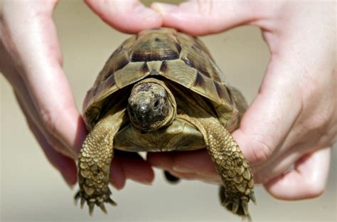 Comment S'occuper D'une Tortue De Terre Bebe - 10 conseils pour prendre bien soin de sa tortue - Bioaddict