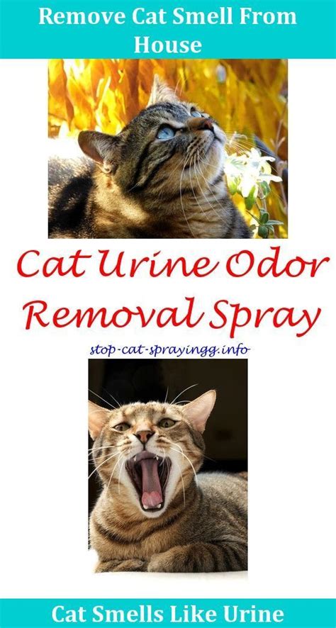 If your neutered cat starts spraying, there's generally a physical or emotional reason for his behavior. Cat Repellent Cat Pee On Bed Sleep,spray against cats ...