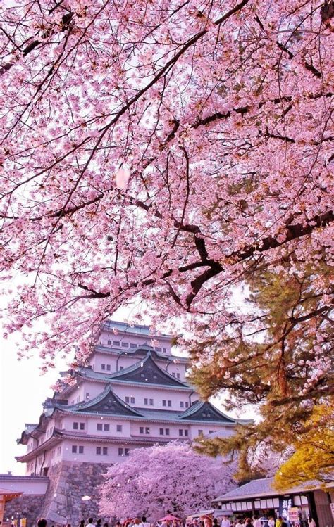 Account Suspended Japan Landscape Cherry Blossom Japan Aesthetic Japan