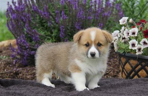 All our beautiful puppies are come from our professional dear friends, thank you for stopping by to learn more about me! Pembroke Welsh Corgi Puppies For Sale | Amarillo, TX #150994