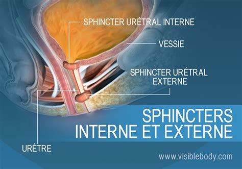 Stockage Et Limination De L Urine