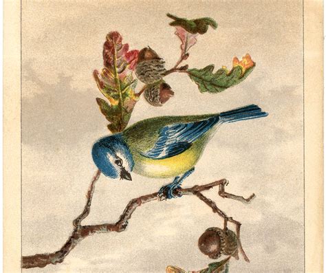 Free Vintage Bird Clip Art Marvelous The Graphics Fairy