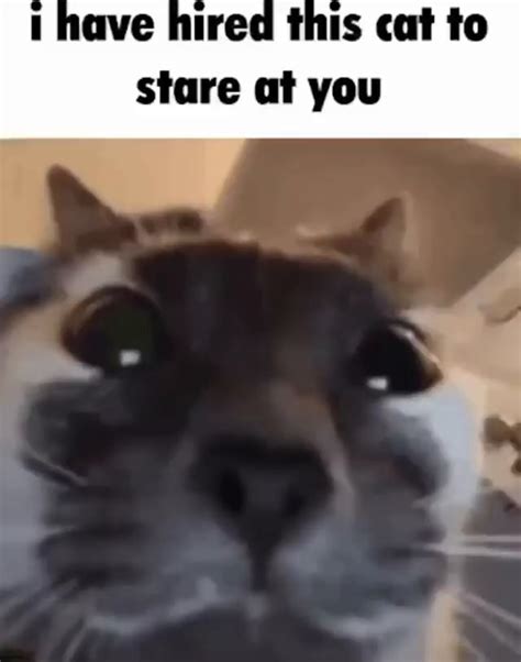 Have Hired This Cat To Stare At You Ifunny