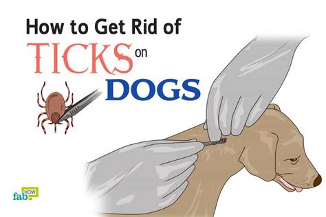 How To Remove A Tick From A Dog Fab How