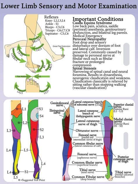 Lower Extremity Dermatomes And Myotomes Google Search With Images